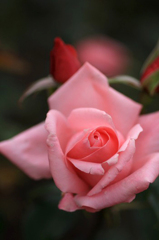 　　薔薇の回廊　7
