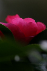 　　サザンカ一輪　1