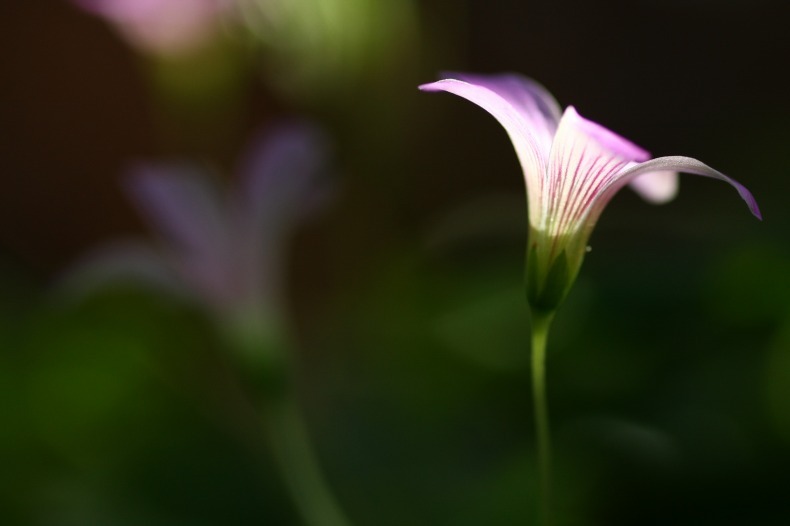 　　ラストスダンス