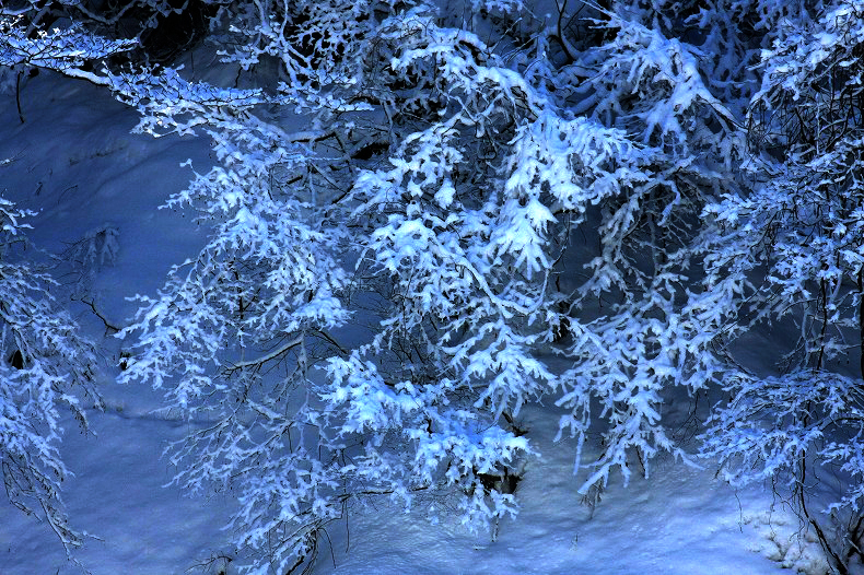 　　新雪の朝