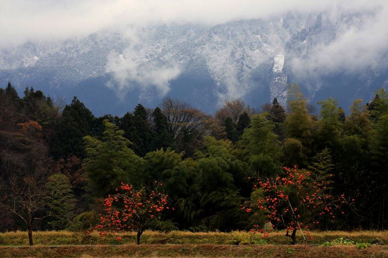 　　柿の木のある風景　1