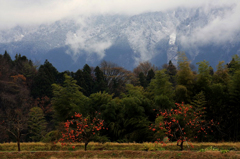 　　柿の木のある風景　1