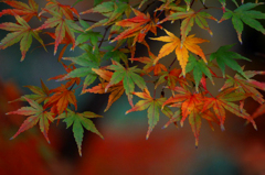 　　紅葉点景　6