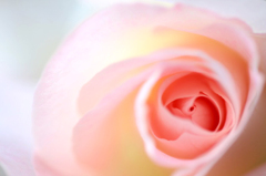 　薔薇の回廊　　4