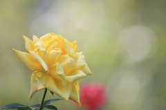　　薔薇の回廊　8