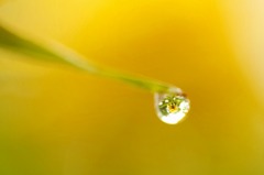 　　水中花