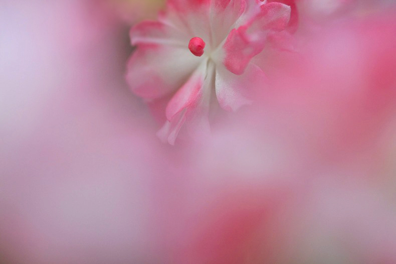 　　微かなときめき