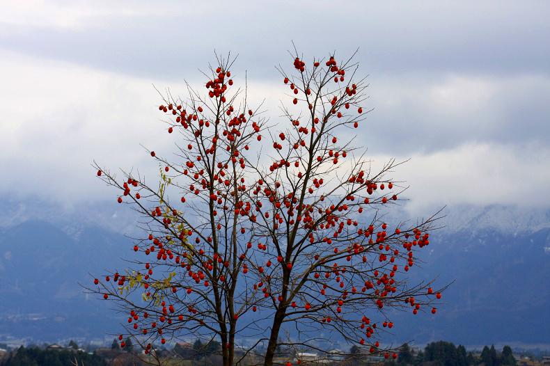　　柿映える