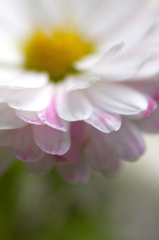 　　花びらのドレス