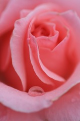 　　薔薇の涙