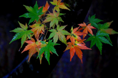 　　紅葉点景　4