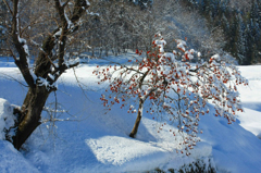 　　雪柿