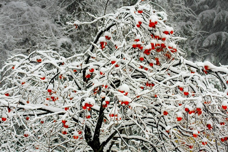 　　雪柿