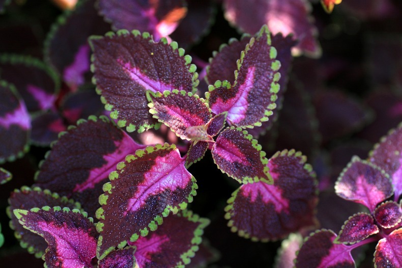 　　花じゃないのね