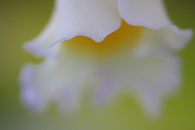 　　花びらのベール