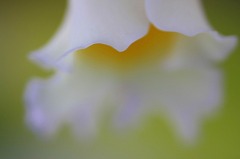 　　花びらのベール