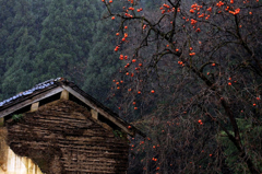 　　柿の木がある風景　2