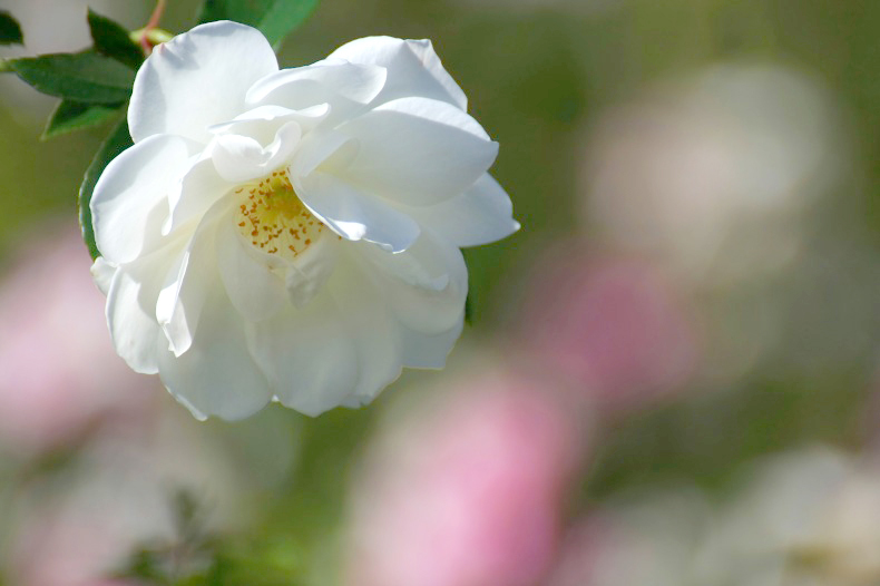 　薔薇の回廊　　5