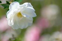 　薔薇の回廊　　5
