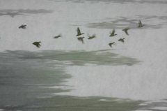 　　群れ飛ぶ　