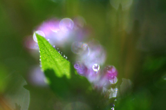 　　花影
