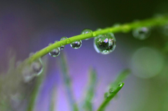 　　雨の余韻 