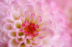 　　花衣