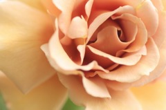 　　薔薇の回廊　10