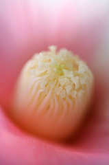 　　ファースト ラブ