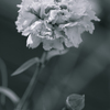monochromeflowerⅡ