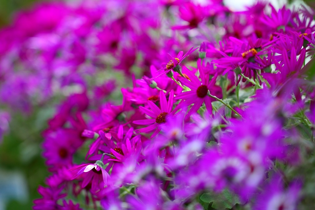 紫色の花③