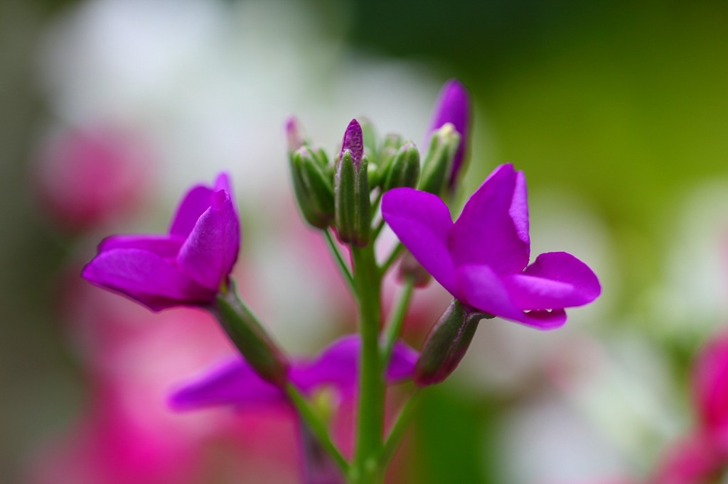 紫色の花②
