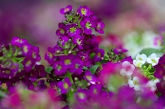 紫色の花④