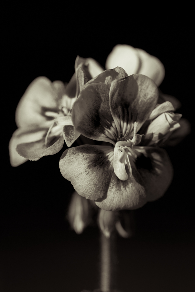 monochromeflowerⅠ