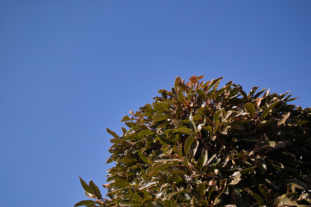 SDIM0549