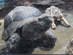 亀は万年