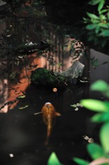鯉
