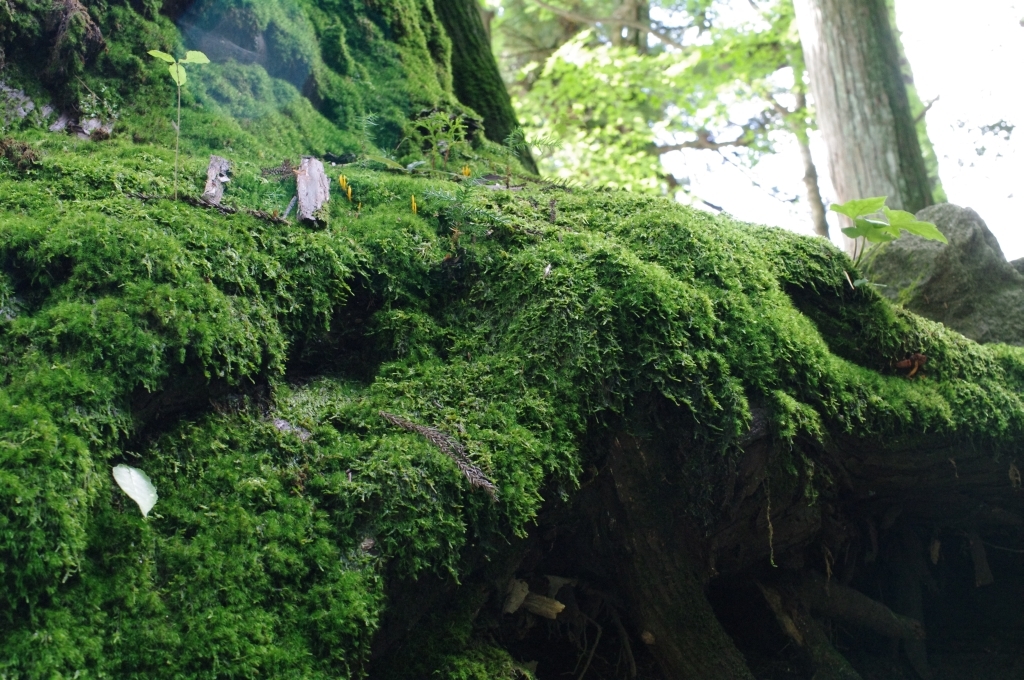 苔むす