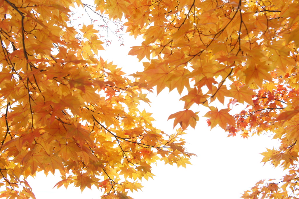 紅葉
