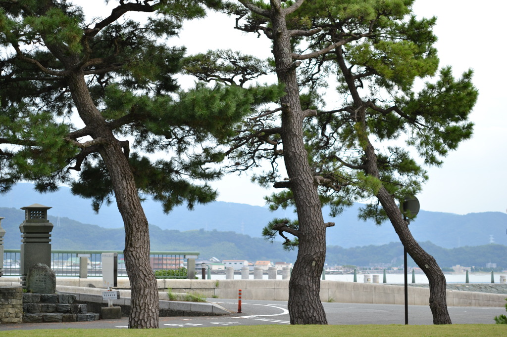 三本松