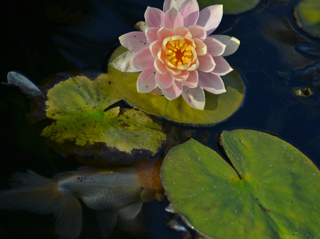 ハスの花と金魚