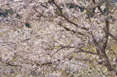 公園の桜