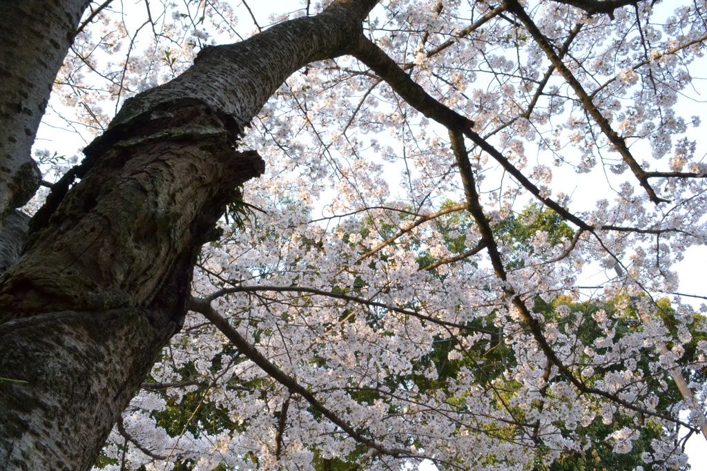 桜