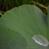 綺麗な水滴
