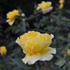 黄色い薔薇