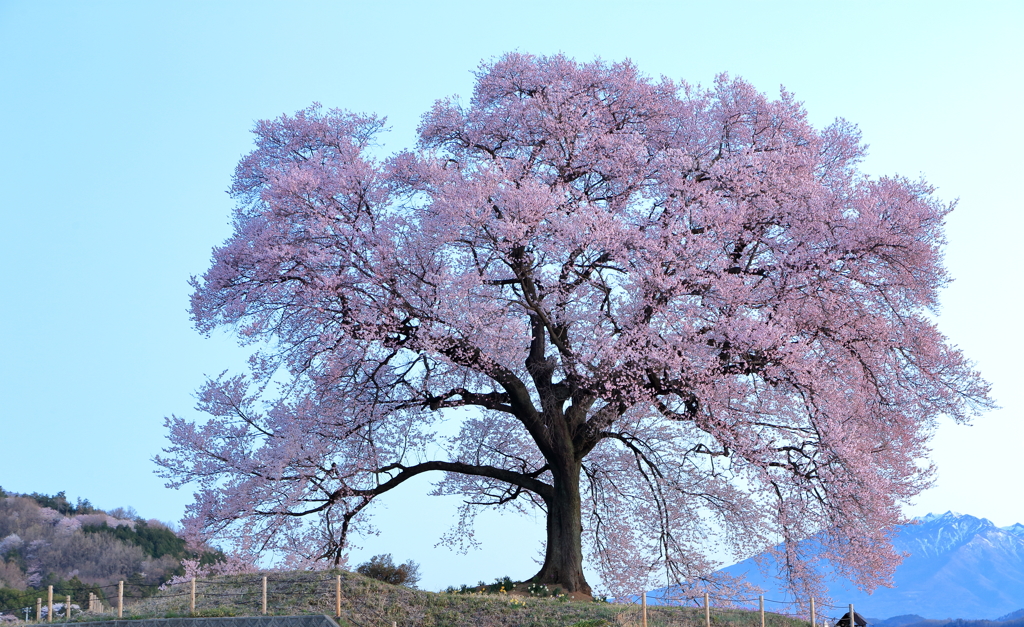 わに塚一本桜