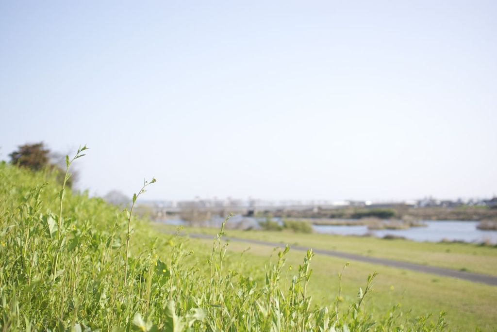 桂川の春先