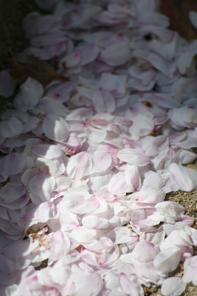 桜の絨毯