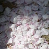 桜の絨毯