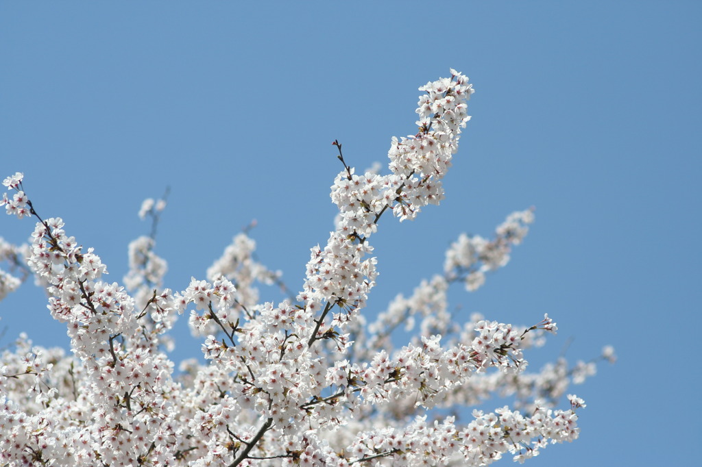 NoTitle